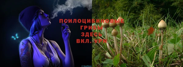 PSILOCYBIN Баксан